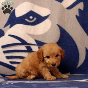 Ugene, Mini Goldendoodle Puppy